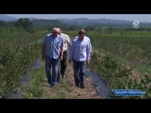 წყალტობოში ლურჯი მოცვის ბაღი გაშენდა /MTAVARI/