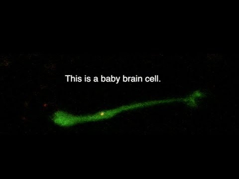 Neurons in the making—called neuroblasts—migrate from deep within the mouse brain through a tunnel to positions in the olfactory bulb. How they do so—seeming to creep and crawl like inchworms—is the subject of new findings from the lab of Professor Linda Van Aelst of CSHL.