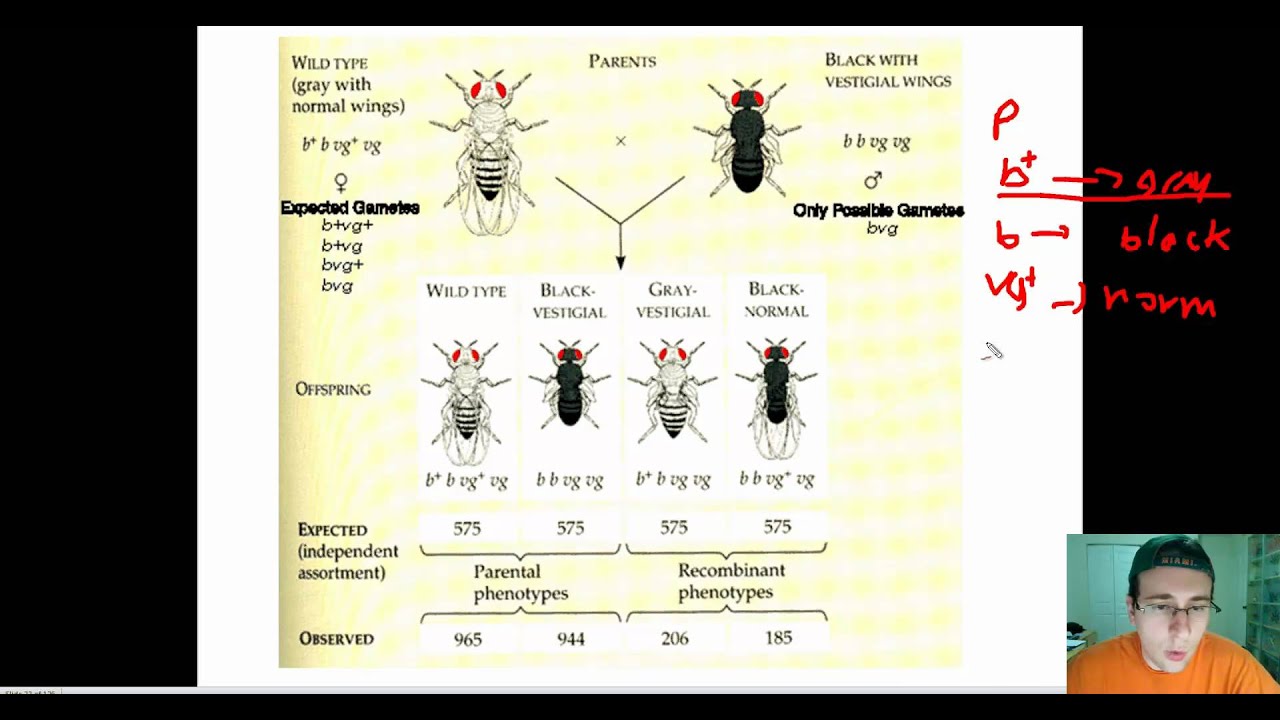 Fruit fly genetics lab report