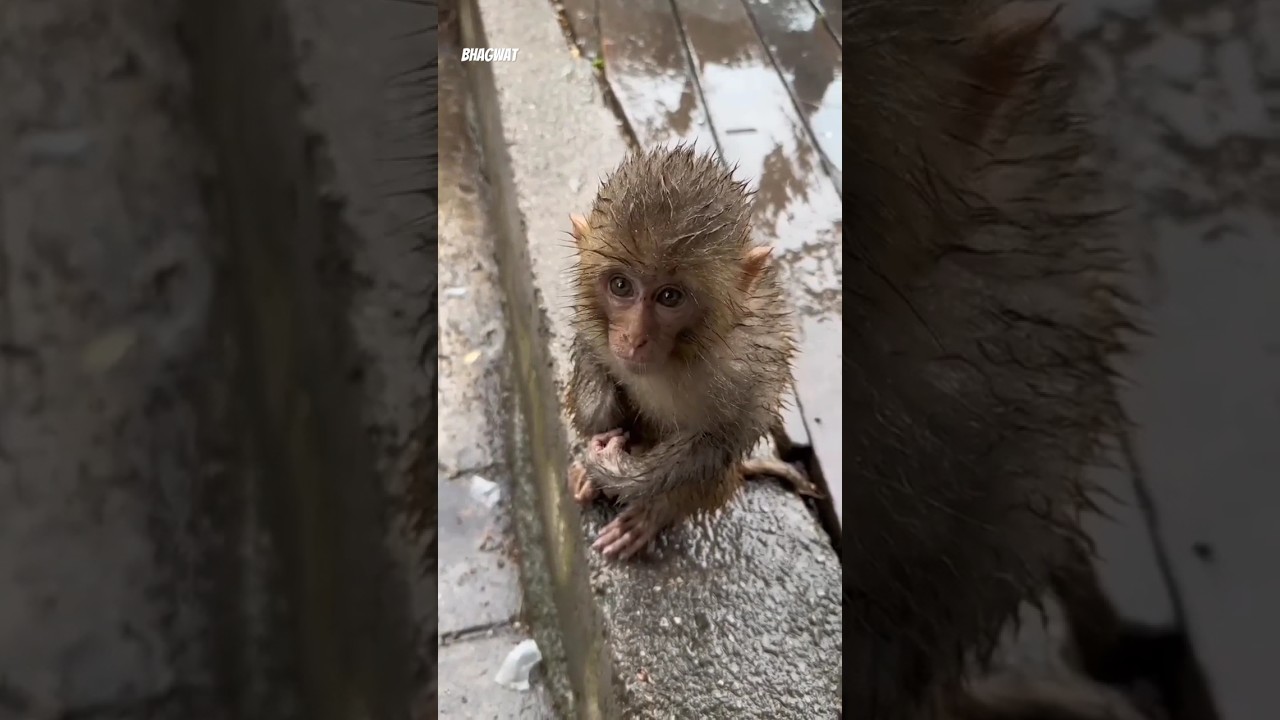monkey baby in rain🌧️🥺
