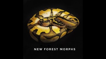 Calico Ball Python Genetics and Amazing Combos - Part 1