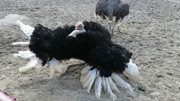 Watch Ostrich Mating Dance Funny Party Time