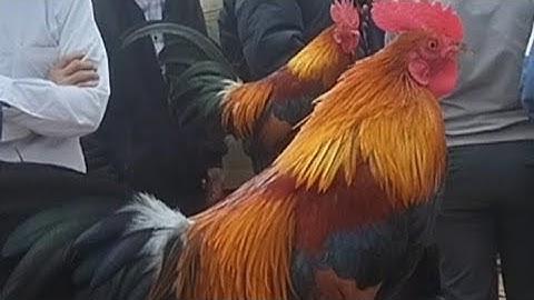 Hội thi gà đẹp diện biên động 2025 , tso Qaib sib xeem zoo nkauj nawb