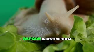 Fascinating Facts About Snails  From Slow Movements to Unique Adaptations
