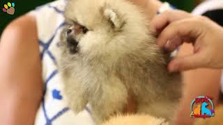 Pomeranian ırkının renk değişimleri