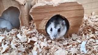 Funny and Cute Hamster Compilation