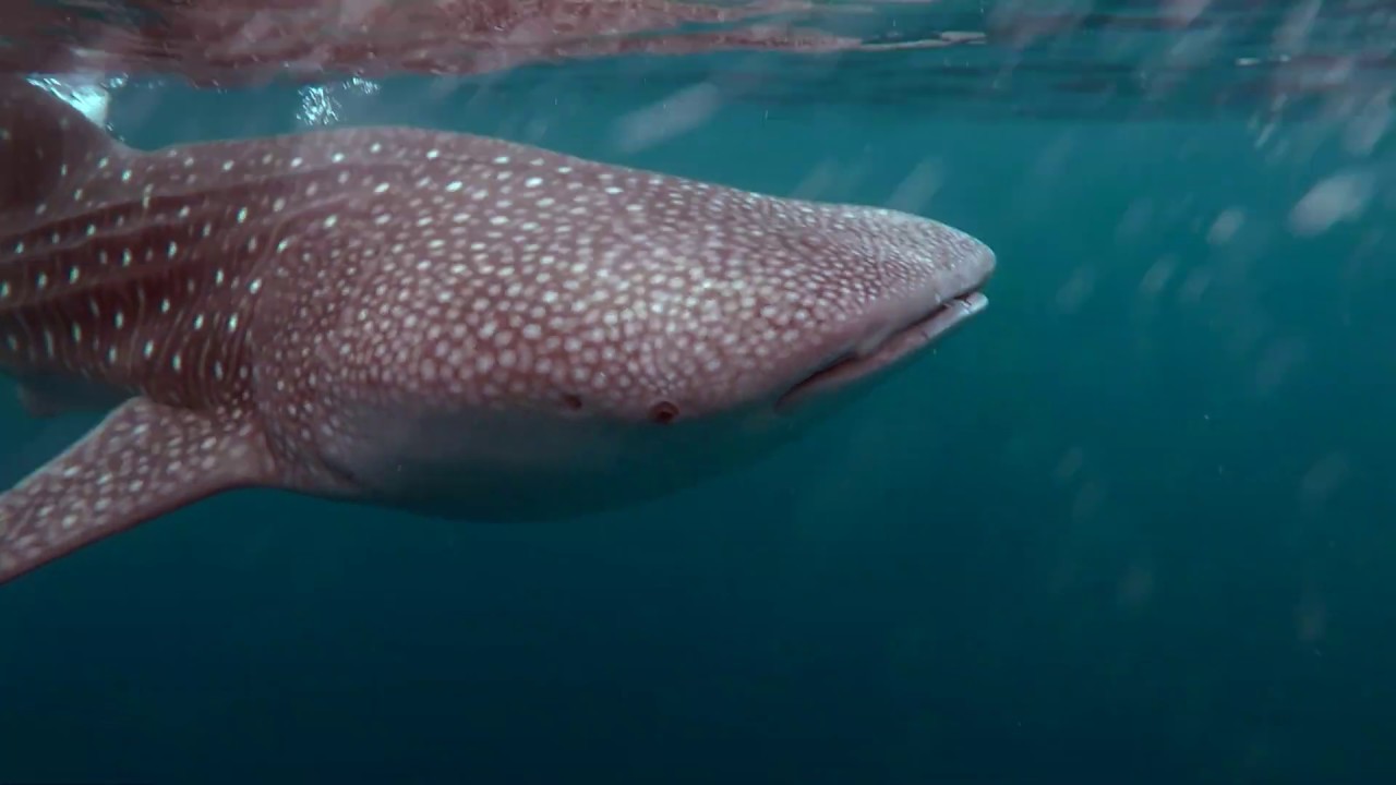 beim lokalen Bootstauchgang von Walhai überrascht