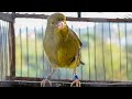 Canary Sound Effect - Canary Singing Video