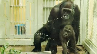 2022年1月2日　新しい年のゴリラの家族💗兄弟の激しいラブプレー【京都市動物園】