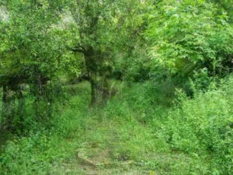 ფოტოალბომი II