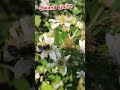 Ожина цвіте #сад #ожина #всьогопотрошкууселі