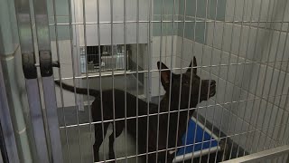 San Antonio ACS offers course aimed at encouraging more fosters