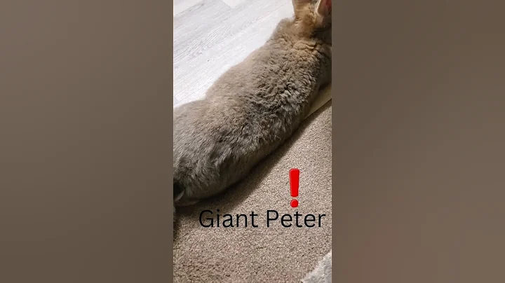 11 months old, and growing big now (flemish giant rabbit Peter) Chilling