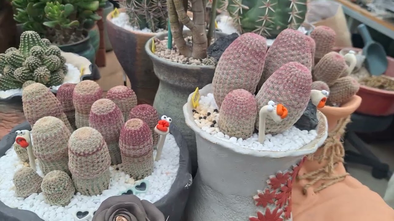 유경혜님댁 멋진 사랑이들 구경하세요🥰🥰🥰