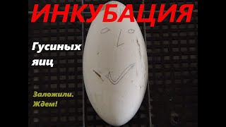 Инкубация. Выпариваем гусиные яйца в инкубаторе.