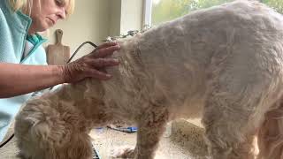 Cooperative grooming and handling by Victoria Cooper 1,093 views 7 months ago 11 minutes, 38 seconds