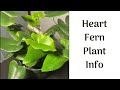 Episode 11: Heart Fern Plant Info (Hemionitis Arifolia)