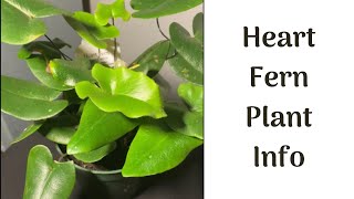 Episode 11: Heart Fern Plant Info (Hemionitis Arifolia) screenshot 2