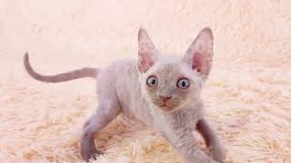 Devon Rex kitten lilac male