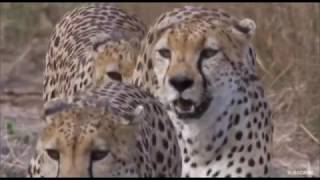 Three Cheetahs Vs Ostrich