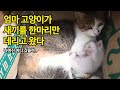 엄마 고양이가 새끼를 한마리만 데리고 왔다 - 다른 아이들도 무사하길