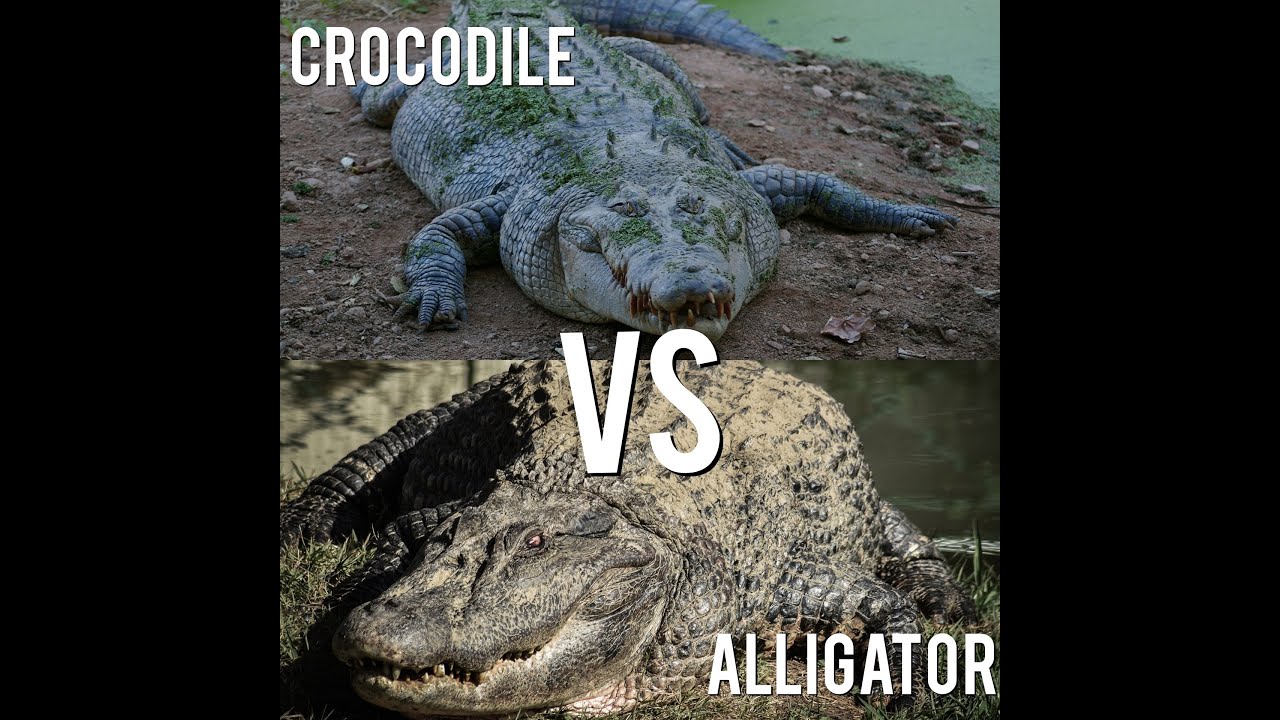 Comparison of the Toothed: Crocodile VS Alligator