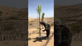 Planting Hope in the Desert.