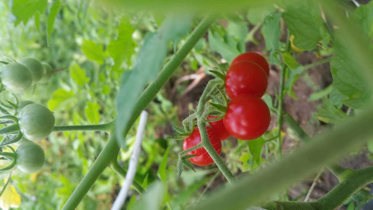 Tomato Domestication YouTube