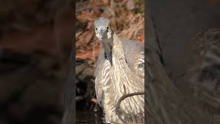 Great Blue Heron Stare Down  #birds #wildbirdlife #wildlife #nature #herons