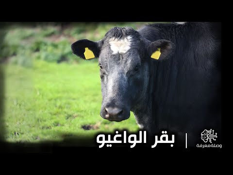 أغلى لحوم الأبقار بالعالم بقر الواغيو الياباني كيف يتم تربية بقر الواغيو وما هى مميزاتة