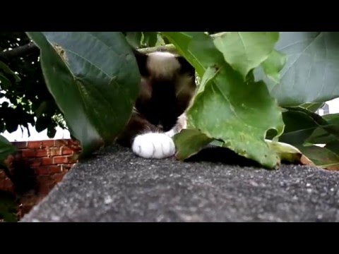 ねこあつめ Jessica, the Siamese cat, hiding in the leaves