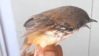 Burung Ciblek Gunung cigun Sumatra Hill Prinia lumayan Buat Tambah2 Koleksi Dirumah