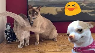 Funniest Animals Complication🥰 New Funny Cat Videos😸😸 #28