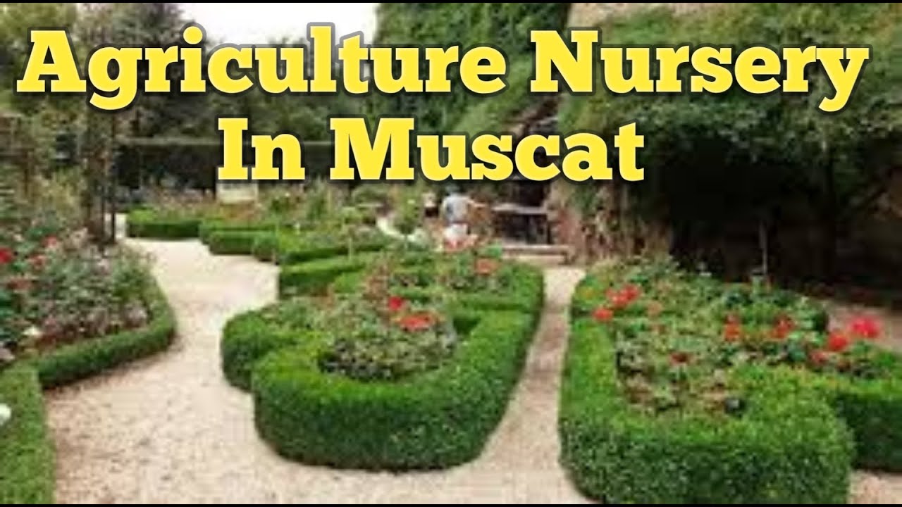 Plants Collection in Muscat Plant nursery in Oman Indoor plants Home