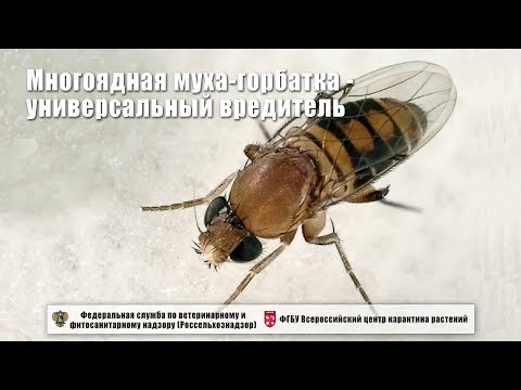 Многоядная муха-горбатка - универсальный вредитель