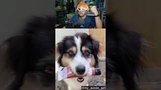 ANJING INI BISA MELUKIS!!!