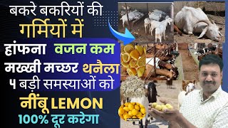 बकरियों के लिए नींबू Lemon करेगा गर्मियों में 4 बड़े कमाल 👉🏻 Bakri ko Nimbu khilane ke fayde