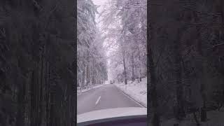 ontheroad winter shorts forestj
