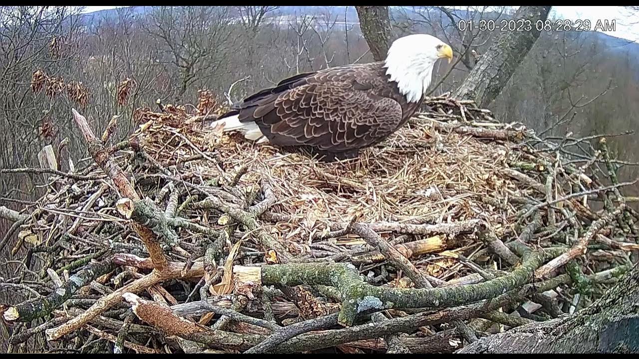 Liberty2 returns, Hanover,Pa eagles. Poop shoot from above.82847 a