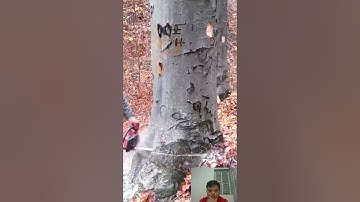 Amazing Dangerous Fastest Cutting Huge Tree Skills With Chainsaw #shorts  #machine