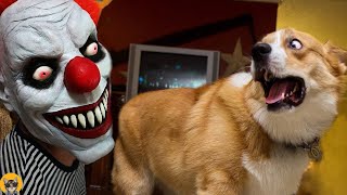 Funniest Animals  Best Funny Dogs and Cats Compilation 2024