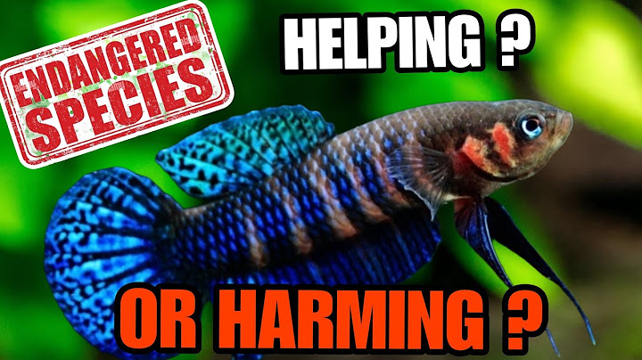 99% of Fishkeepers Can't Answer THIS About Their Fish: Are You Helping or Harming as an Aquarist?