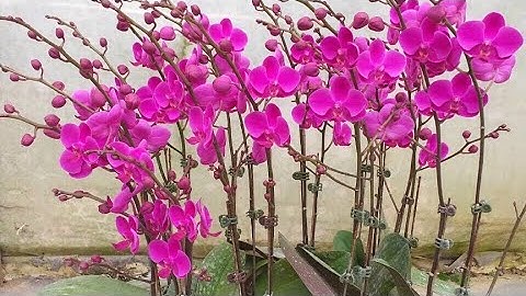 Mãn Thiên Hồng 2 Ngồng Hàng Đài Loan Chơi Tết !!!!!