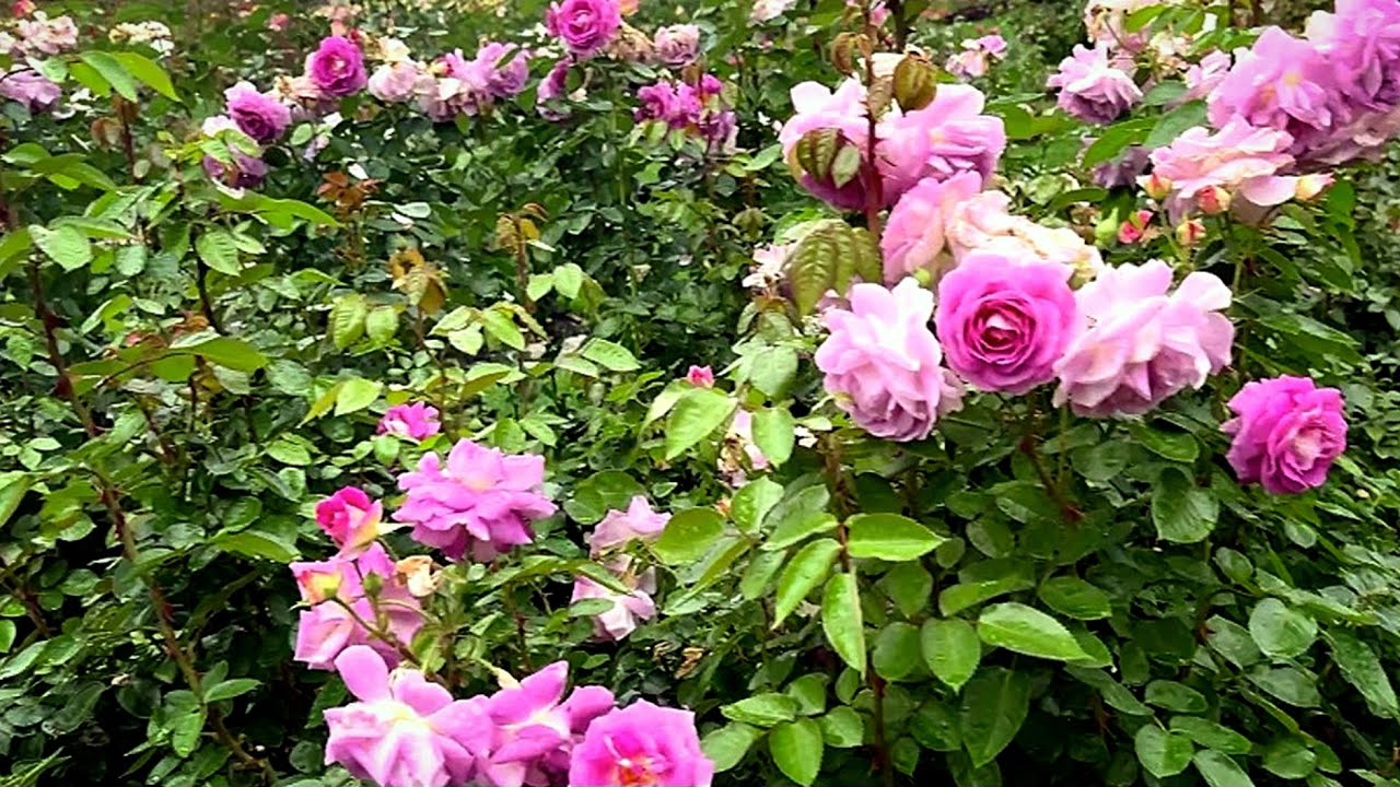 🌹The Most Beautiful Rose Garden 🌹 Epic Rose Tour over 100 different ...