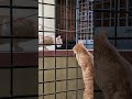 #cat #catsofyoutube #adventure #happy #happycats #ginger #kitty #gingercatclub #browncat