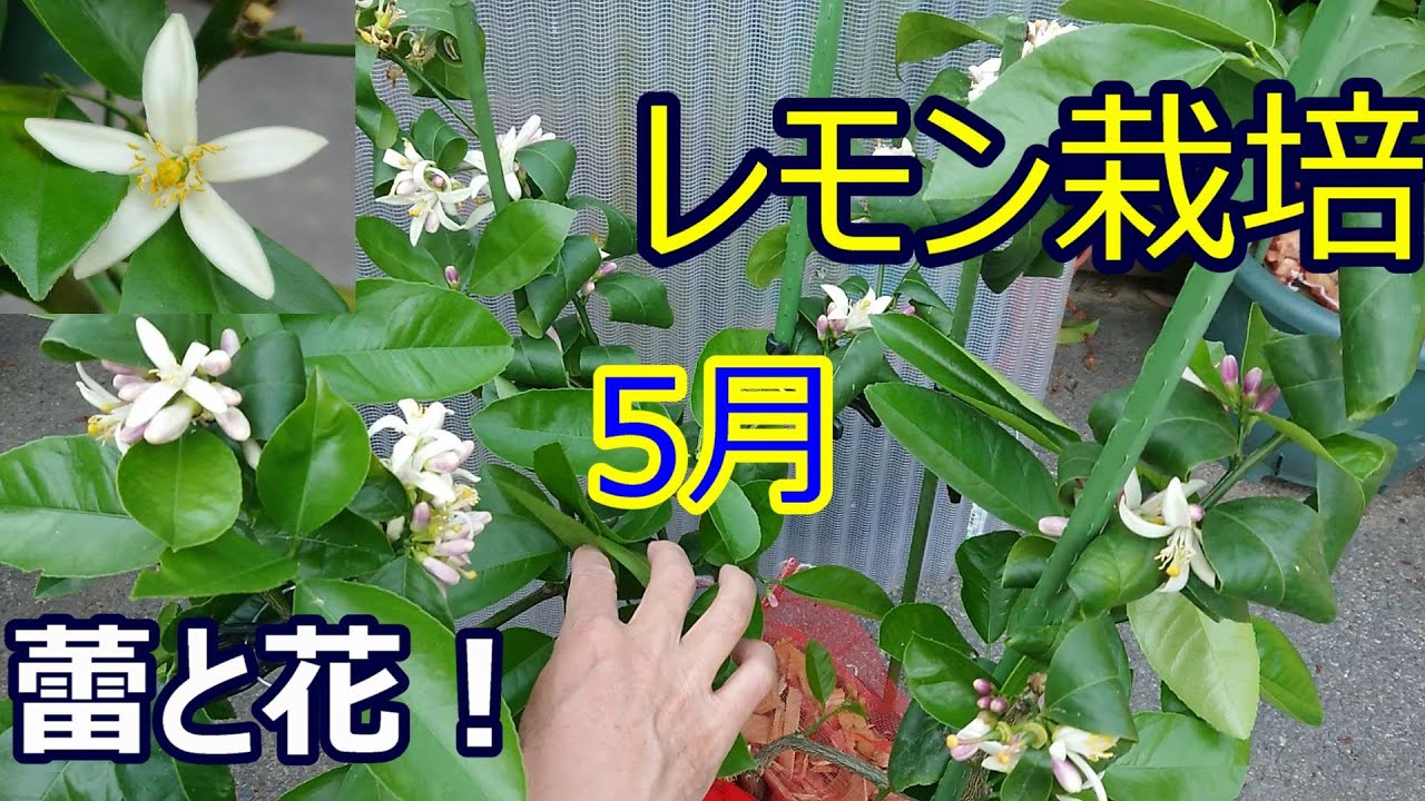 5月、レモンの花！摘蕾摘花！（病害虫）鉢植え栽培。【22年5月】
