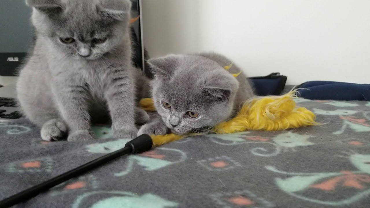 british shorthair 12 weeks