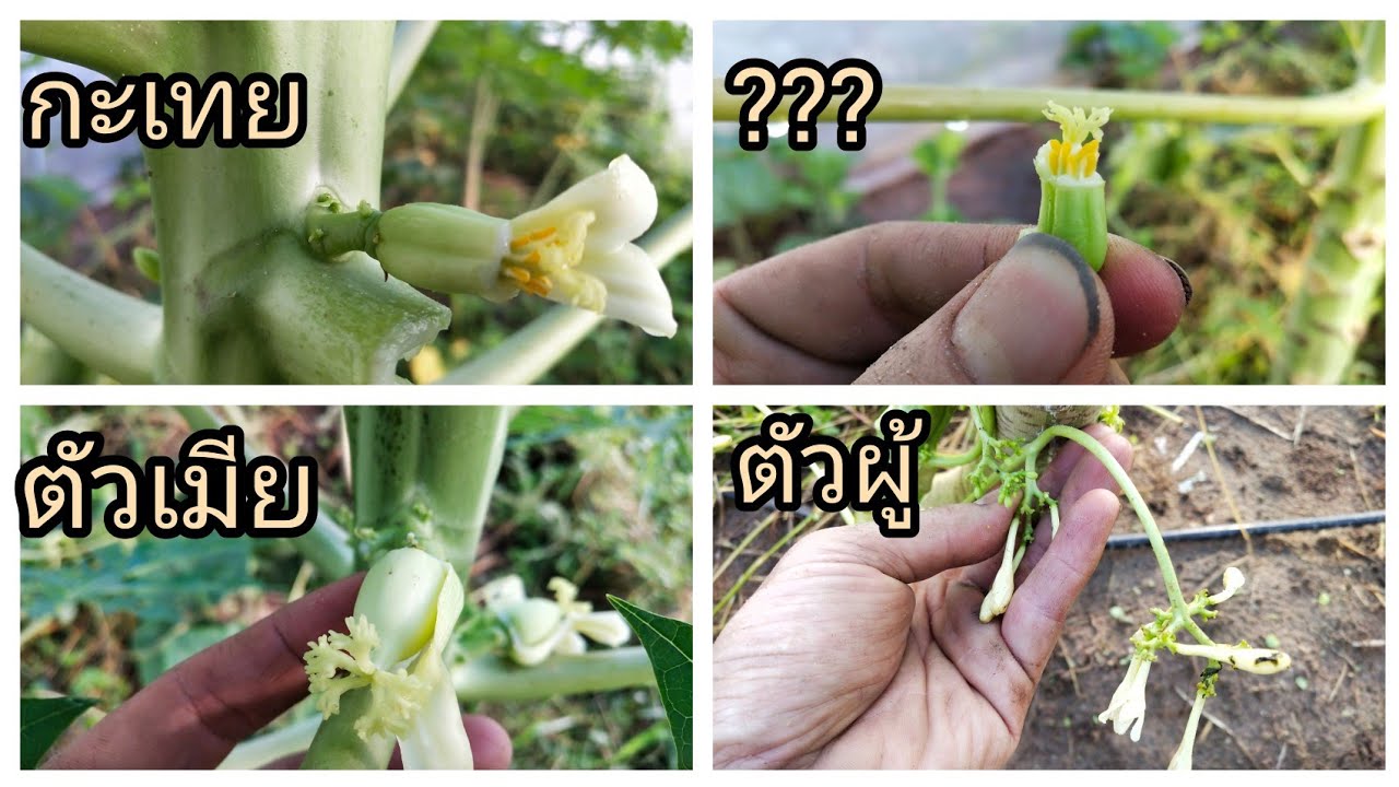 วิธีดูเพศมะละกอ
