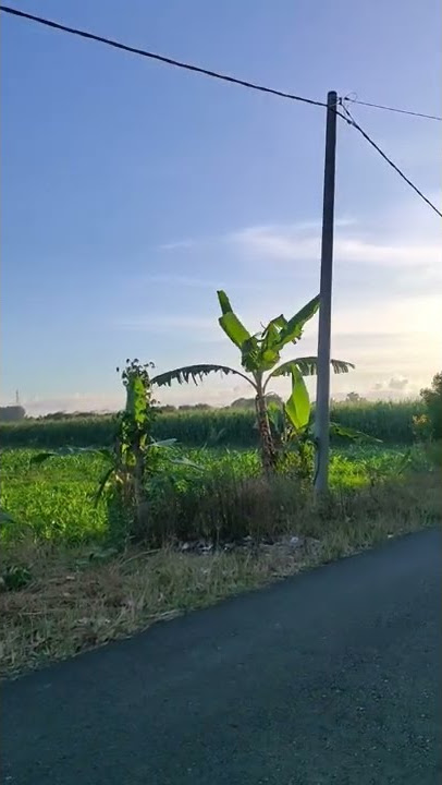 sejuknya sore hari #storywa #desa #alamdesa #suasanadesa #healing #senja #indonesia #shorts