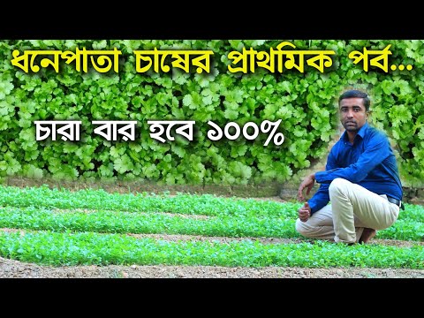 ভিডিও: সিজনিংয়ের দরকারী বৈশিষ্ট্য: ধনেপাতা (ধনিয়া)